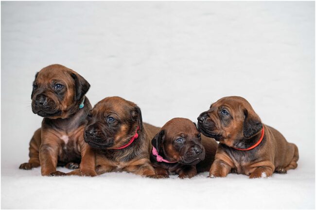 Bunch of ridgeback puppies