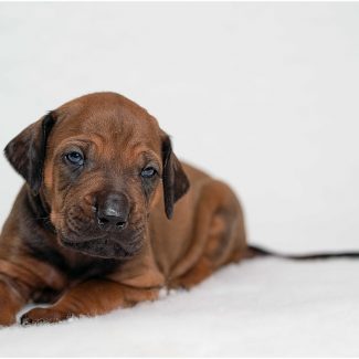 Ridgeback puppy