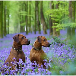 Dogs in the bluebells