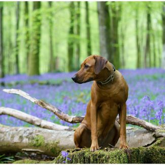 Dogs in the bluebells