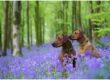 Dogs in the bluebells
