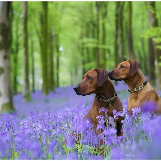 Dogs in the bluebells