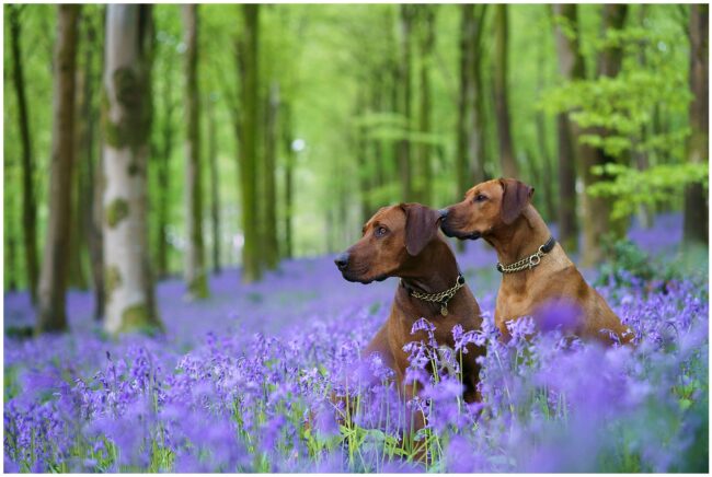 Dogs BBells-2 Dogs in the bluebells