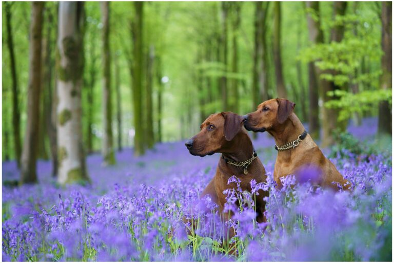 Dogs in the bluebells