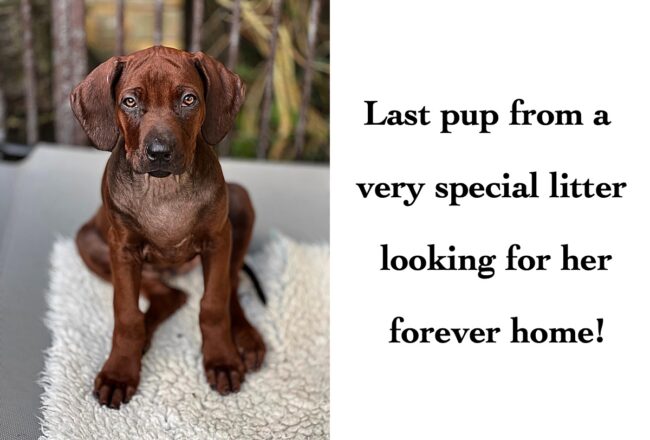 Last Pup 2021_0959