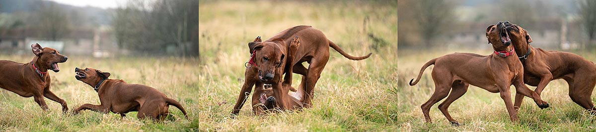 Ridgeback Banner