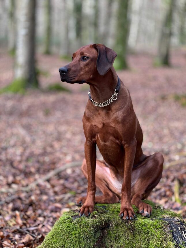 Aiysha - Rhodesian Ridgeback sitting on tree stump