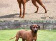Male & Female Rhodesian Ridgeback adults