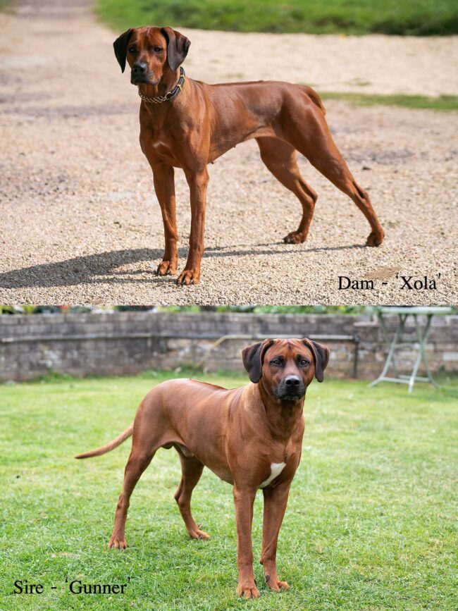 Xola Gunner Litter_0001 Male & Female Rhodesian Ridgeback adults
