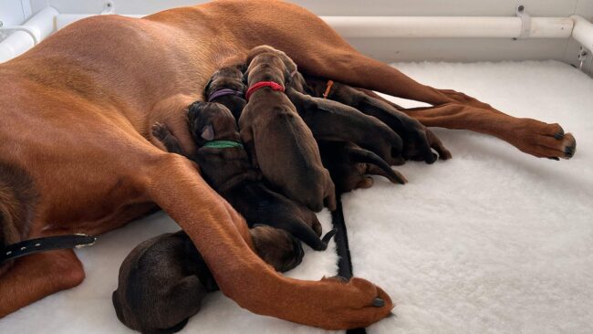 Xola Zeus Litter APr 26_0165